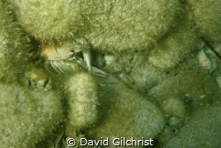 This tiny Virile crayfish was spotted while diving in Lak... by David Gilchrist 